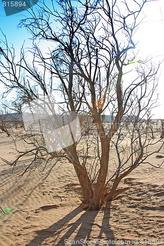 Image of The spring in the desert