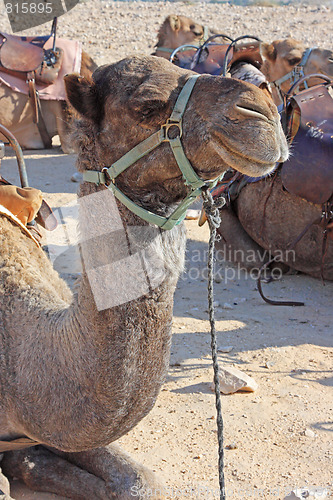 Image of Camels in the desert