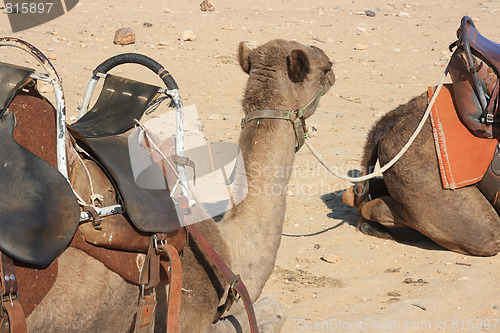 Image of Camels in the desert