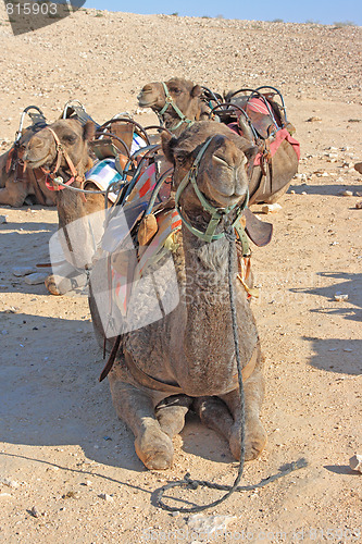 Image of Camels in the desert