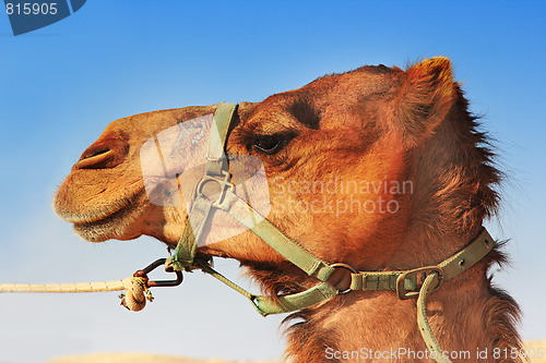 Image of Camels in the desert