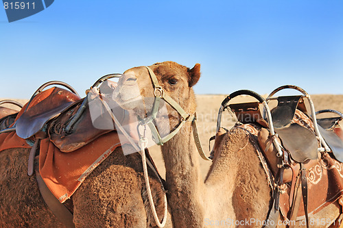 Image of Camels in the desert