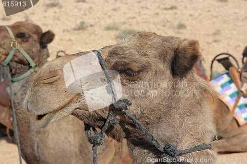 Image of Camels in the desert