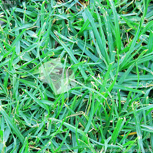 Image of Natural green grass