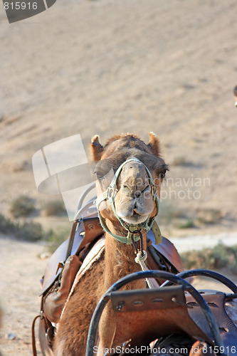 Image of Camels in the desert