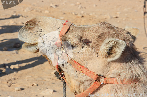 Image of Camels in the desert