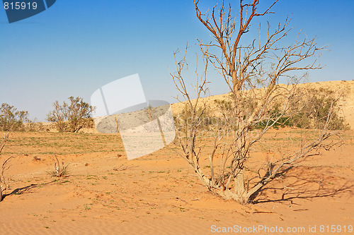 Image of The spring in the desert