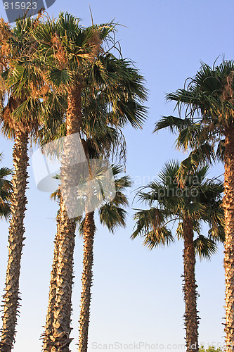 Image of Many palms opposite the blue sky