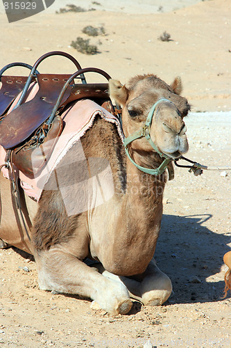 Image of Camels in the desert