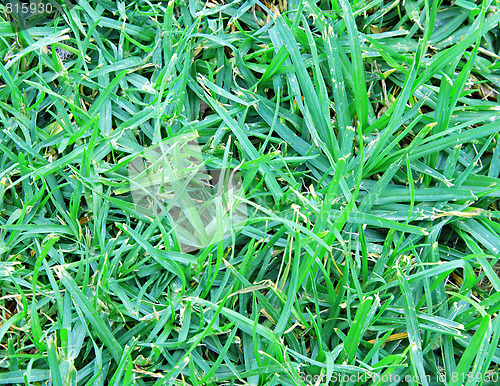 Image of Natural green grass