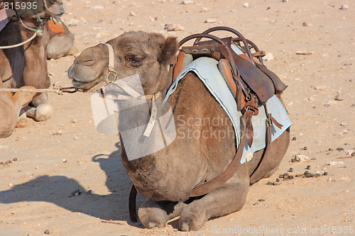 Image of Camels in the desert