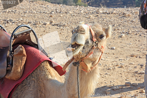 Image of Camels in the desert