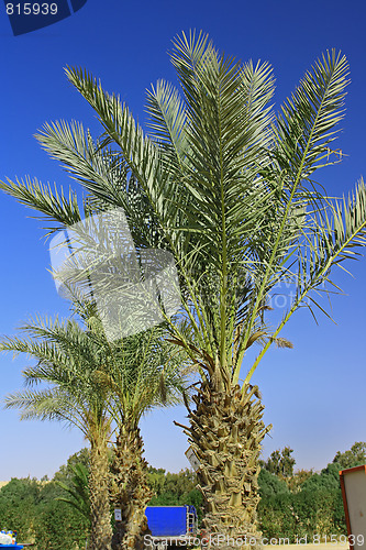 Image of Many palms