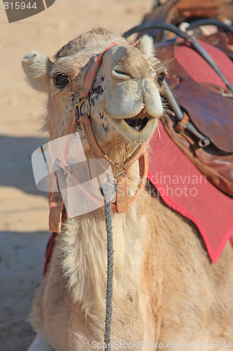 Image of Camels in the desert