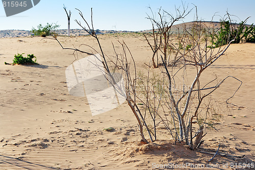 Image of The spring in the desert