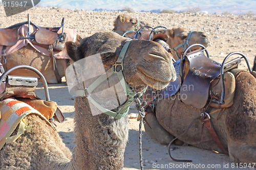 Image of Camels in the desert