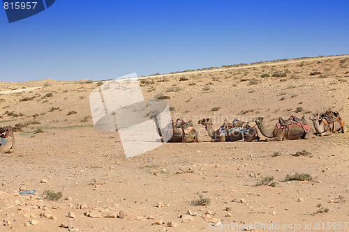 Image of Camels in the desert