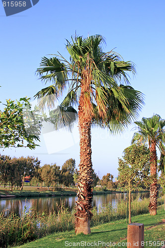 Image of The palm