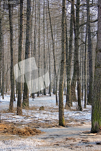 Image of Winter landscape