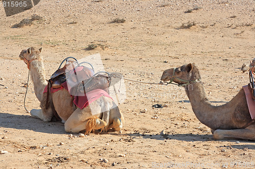 Image of Camels in the desert