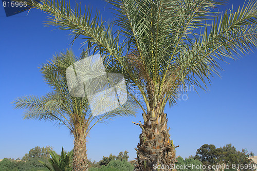 Image of Many palms