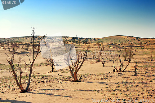 Image of The spring in the desert