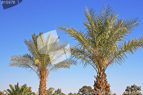 Image of Many palms