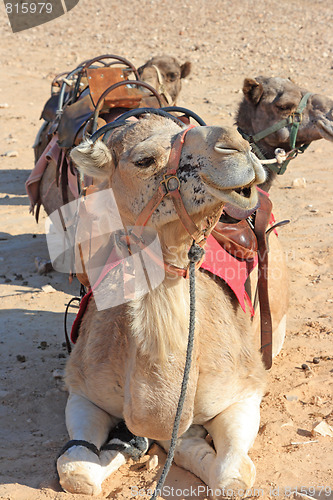 Image of Camels in the desert