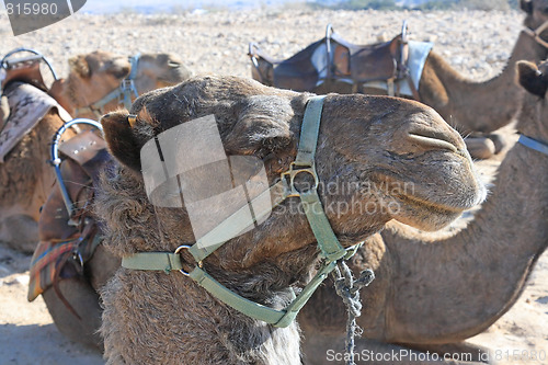 Image of Camels in the desert