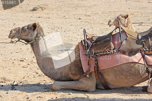 Image of Camels in the desert