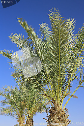 Image of Many palms