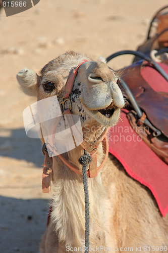 Image of Camels in the desert