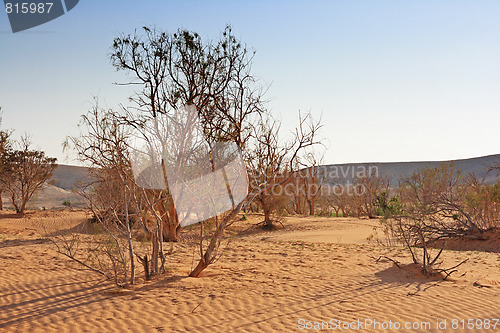 Image of The spring in the desert