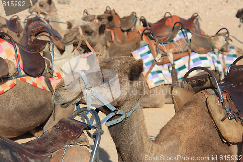 Image of Camels in the desert