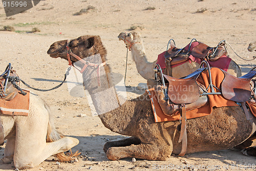 Image of Camels in the desert