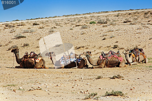 Image of Camels in the desert