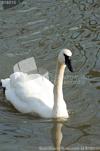 Image of White swan