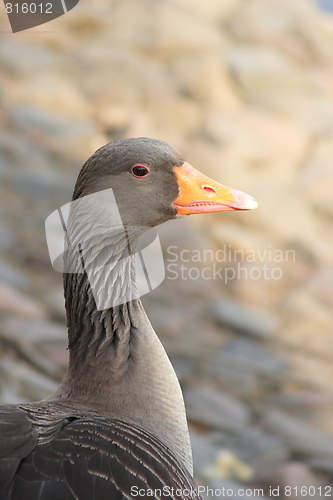 Image of Wild duck