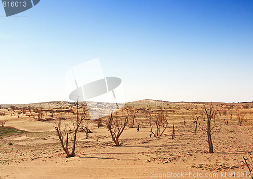 Image of The spring in the desert