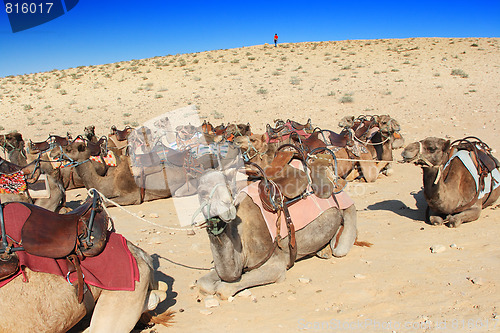 Image of Camels in the desert