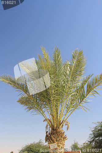 Image of The palm