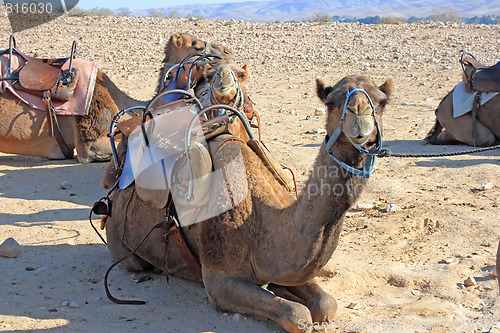 Image of Camels in the desert