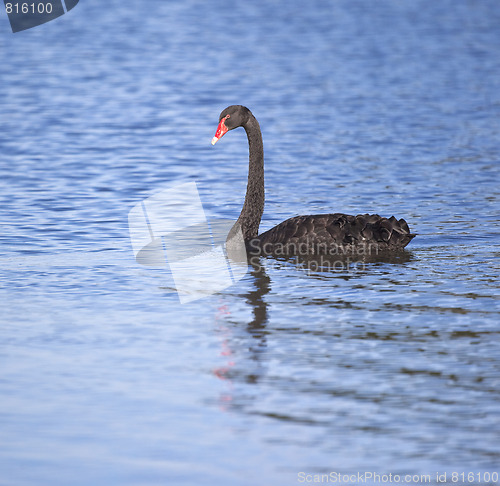 Image of black swan