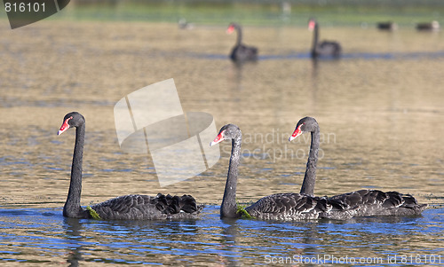 Image of black swan