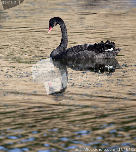 Image of black swan