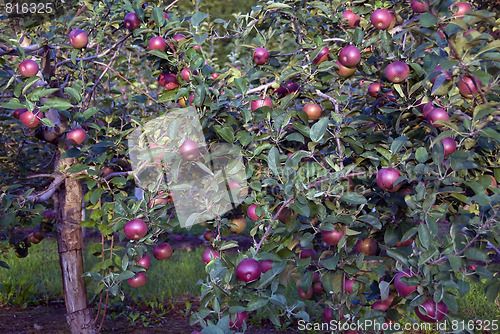 Image of Apple tree