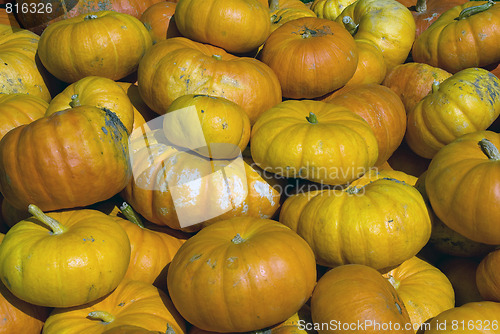 Image of Squash