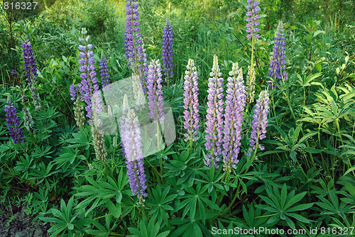 Image of Wild Lupines