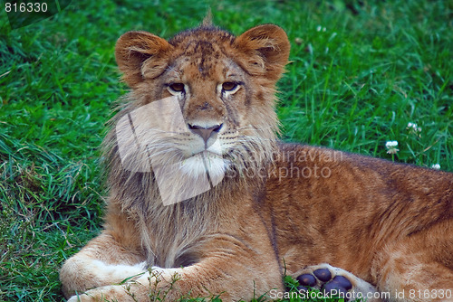 Image of Young male lion