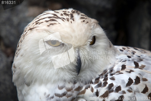 Image of Snowy Owl